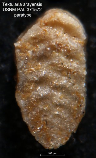 Textularia arayensis Bermúdez & Fuenmayor, 1966