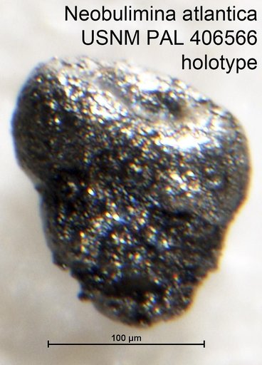 Neobulimina atlantica Gradstein, 1983