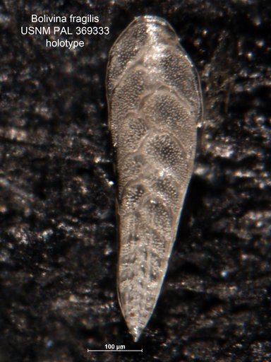 Bolivina fragilis Phleger & Parker, 1951