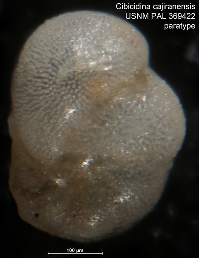 Cibicidina cajiranensis Becker & Dusenbury, 1958