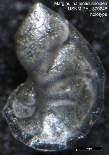 Marginulina lenticulinoidea Tappan, 1943