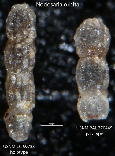 Nodosaria orbita Lalicker, 1950