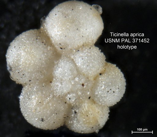 Ticinella aprica Loeblich & Tappan Loeblich, 1961