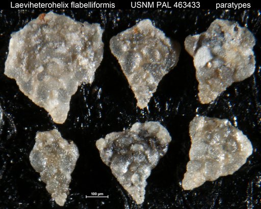Laeviheterohelix flabelliformis Nederbragt, 1991