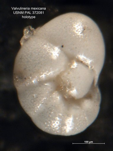 Valvulineria mexicana Parker, 1954