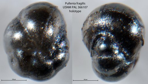 Pullenia fragilis Bergen, 1986