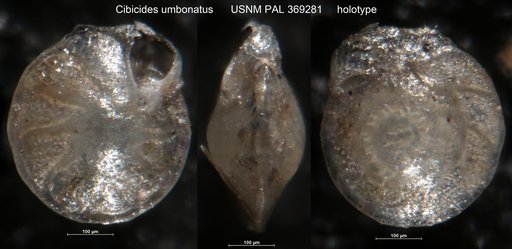 Cibicides umbonatus Phleger & Parker, 1951