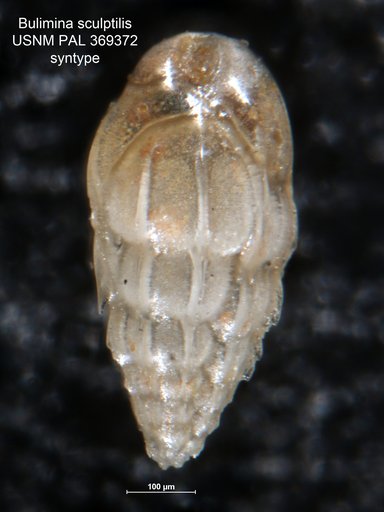 Bulimina sculptilis Cushman, 1923