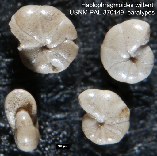 Haplophragmoides wilberti Andersen, 1953
