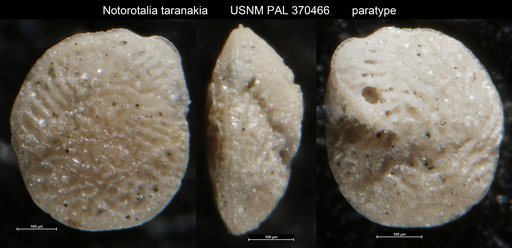 Notorotalia taranakia Vella, 1957