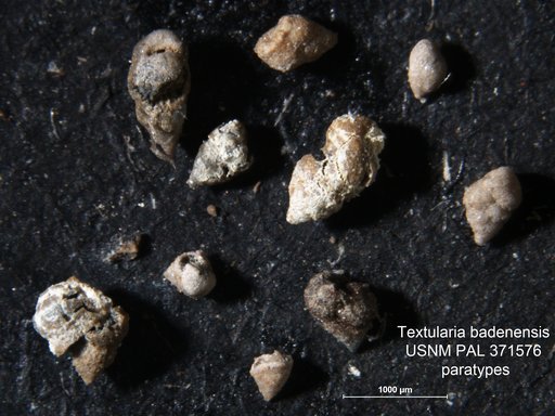Textularia badensis Lalicker, 1935