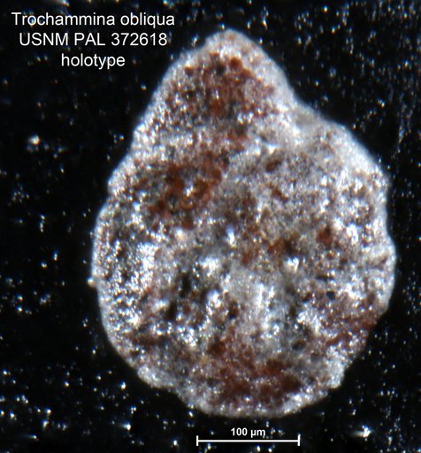 Trochammina obliqua Tappan Loeblich, 1943