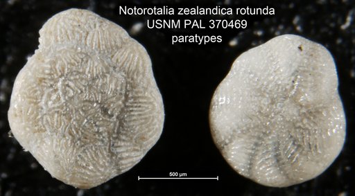 Notorotalia zealandica var. rotunda Vella, 1957
