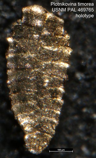 Plotnikovina timorea Loeblich & Tappan, 1994