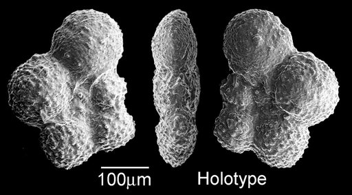 Globigerinella messinae subcarinata Brönnimann, 1952