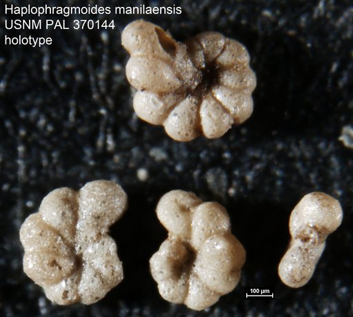 Haplophragmoides manilaensis Andersen, 1953