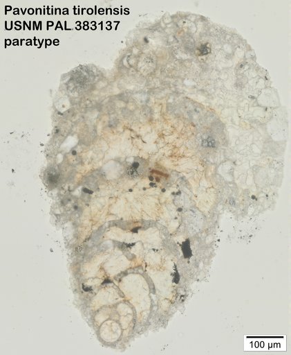 Pavonitina tirolensis Loeblich & Tappan, 1985
