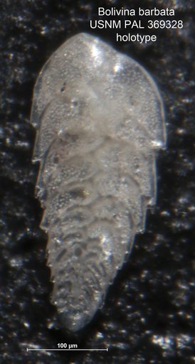 Bolivina barbata Phleger & Parker, 1951