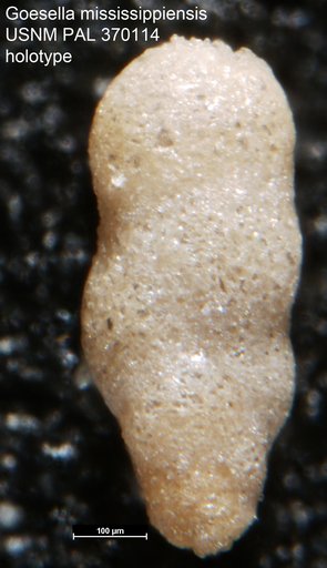 Goesella mississippiensis Parker, 1954