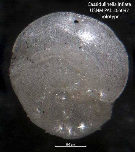 Cassidulinella inflata Bergen, 1986