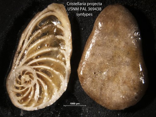 Cristellaria projecta Bagg, 1895