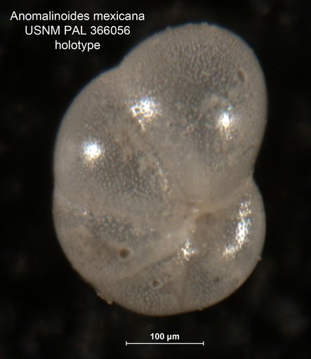 Anamalinoides mexicana Parker, 1954