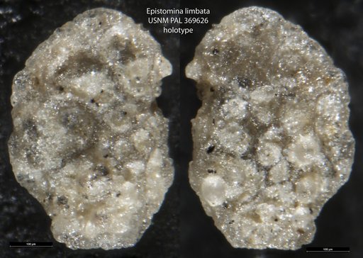 Epistomina limbata Tappan Loeblich, 1943