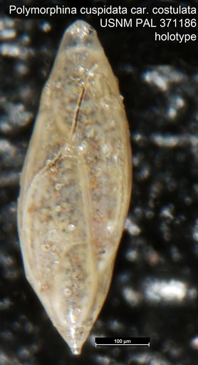 Polymorphina cuspidata var. costulata Cushman, 1922