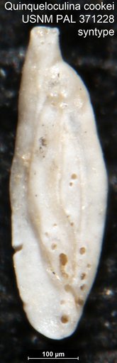Quinqueloculina cookei Cushman, 1922