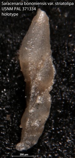 Saracenaria bononiensis var. striatolipa Tappan Loeblich, 1943