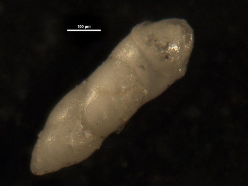 Ellipsoidella pleurostomelloides Heron-Allen & Earland, 1910
