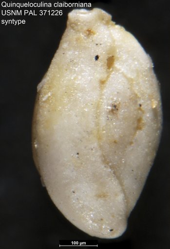 Quinqueloculina claiborniana Stadnichenko, 1927