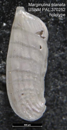 Marginulina planata Phleger & Parker, 1951