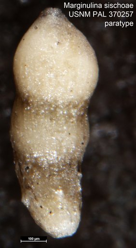 Marginulina sischoae Mallory, 1959