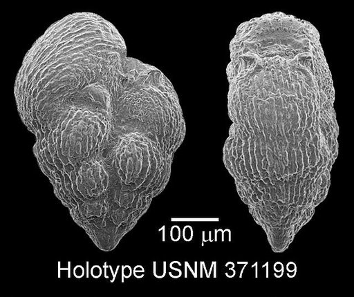 Pseudoguembelina palpebra Brönnimann & Brown, 1953