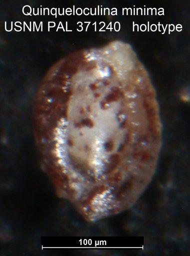 Quinqueloculina minima Tappan Loeblich, 1943