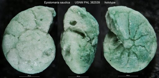 Epistomaria saudica Hasson, 1985