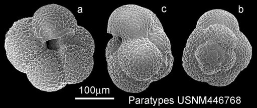 Globoquadrina pachyderma pacifica Boltovskoy & Watanabe, 1986