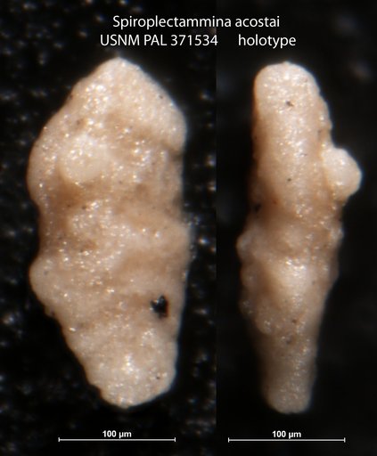Spiroplectammina acostai Tappan, 1943
