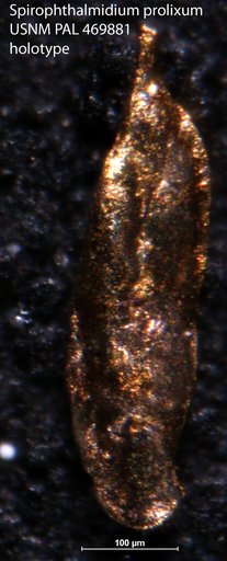 Spirophthalmidium prolixum Loeblich & Tappan, 1994