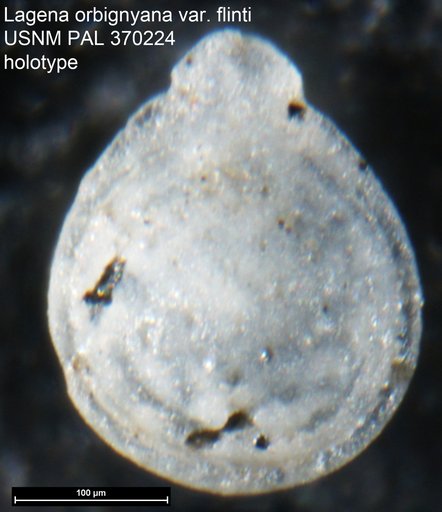 Lagena orbignyana var. flinti Cushman, 1922