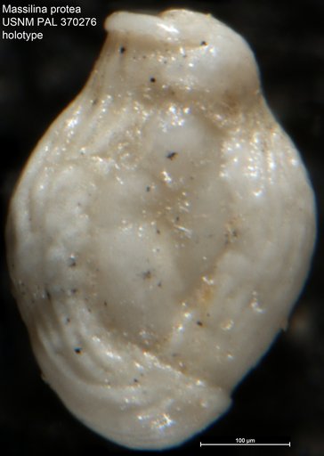 Massilina protea Parker, 1953