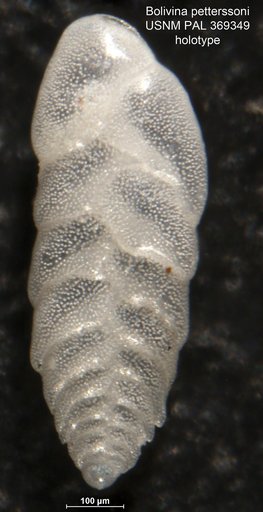 Bolivina petterssoni Parker, 1953