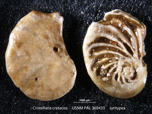 Cristellaria cretacea Bagg, 1898