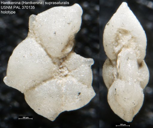 Hantkenina (Hantkenina) suprasaturalis Brönnimann, 1950