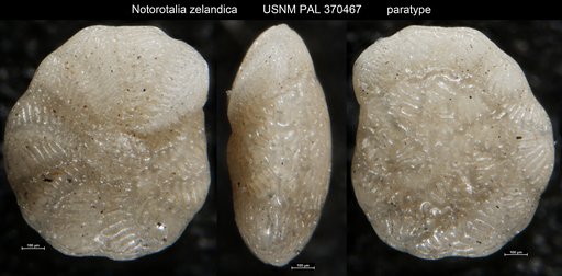 Notorotalia zelandica Finlay, 1939