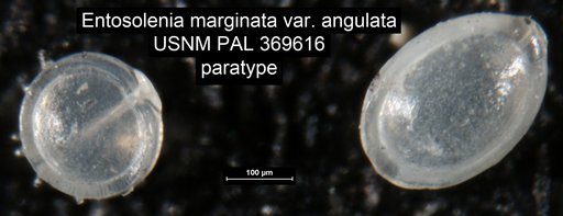 Entosolenia marginata var. angulata Uchio, 1951