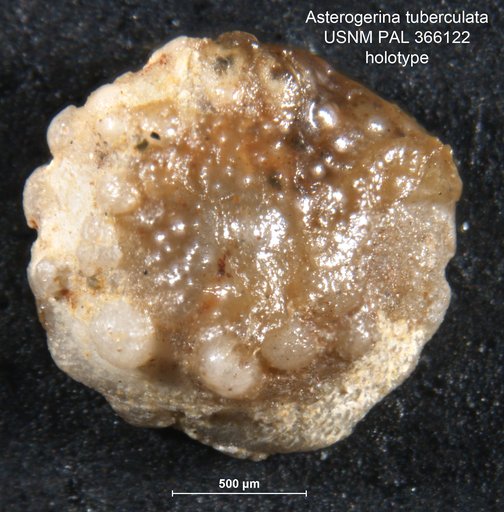 Asterigerina tuberculata Cushman, 1919