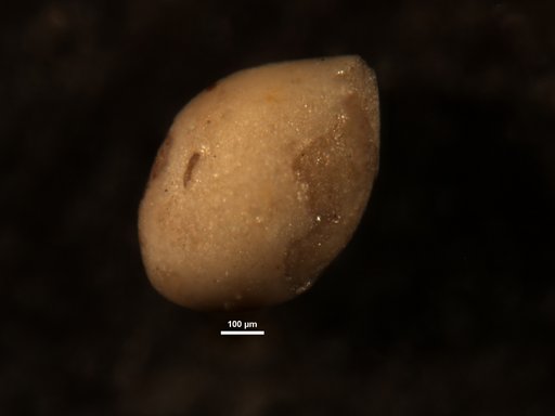 Ellipsoglandulina subobesa Mallory, 1959