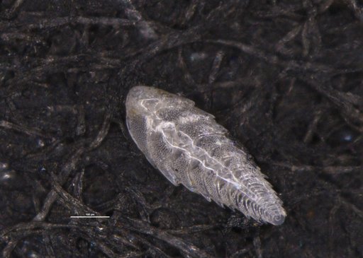 Bolivina barbata Phleger & Parker, 1951